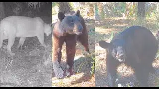 A stream of bears and a panther after I set the trail camera