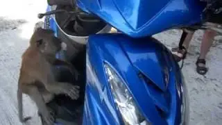 Thief in a paradise