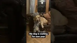 My dog waiting for new year #dog #cute #funny #funnydogs #cutedog #retreiver #newyear #2023