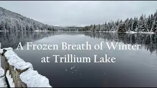 Frozen Trillium Lake Snowy Pines & Absolute Winter Silence