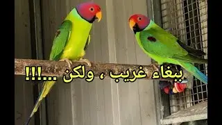 ببغاء البلام هيد | تربيته و طريقه تفريخه