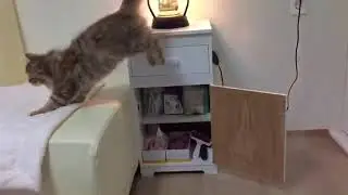 Jumping Kitten🐱