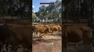 Safari park. No, no. But be careful. Beekse Bergen. Banteng