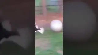 amazing stunt..  | animal life | animal life