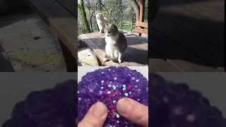 2Kedi #slime #cats