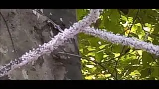 Booty-Shaking Aphids (Grylloprociphilus imbricator)