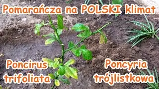 Pomarańcza trójlistkowa sadzę do gruntu  (Poncirus trifoliata Poncyria trójlistkowa mrozoodporna