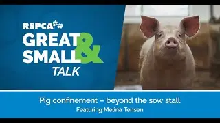 Pig confinement &ndash; beyond the sow stall | RSPCA Australia