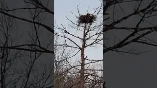 Thurs April 13th 2023 @ 7:30pm Gov Dodge State Park on Cox Hollow Lake Bald Eagle watching.