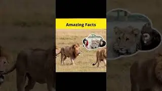 Top 3 amazing stories 🤣🤣😮 @MRINDIANHACKER  @CrazyXYZ  || #shorts || #FactBeast