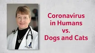 Coronavirus in Humans vs Dogs and Cats