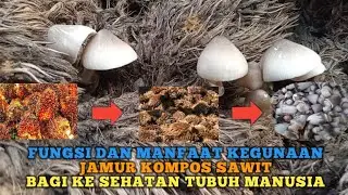 Fungsi & Manfaat Kegunaan Jamur Kompos Sawit Bagi Kesehatan Tubuh Manusia
