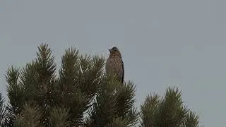 Cassin's Finch 'disjunct song', Monitor Range, Nye County, Nevada - June 2021