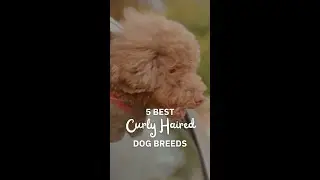 5 Best Curly Haired Dogs: Hypoallergenic & Non-Smelly #Short
