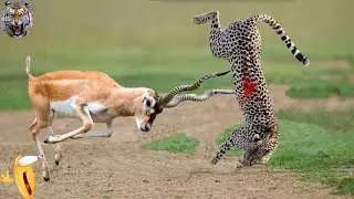 Family is The Best! Ostrich Save Eggs & Baby From Human, Hyena, Monkey Stealing, Cheetah vs Rabbit