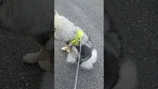 little walk🙂🫶#dogshorts #doggielife #mommy #puppy #keeshond #wolfspitz