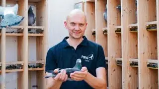 Hardy Kruger Racing Pigeons History | Legendary German Pigeon Fancier #HardyKruger 