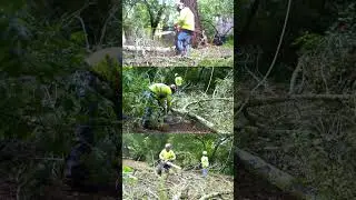 Expert Tree Care. #logging #treeworker #treesurgery #stihlchainsaw #forestry #logger #treetrimming