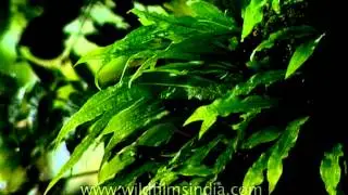 Species of fern