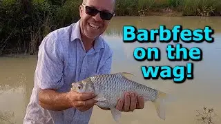 FISHING For Beautiful Java Barbs in Rural Thailand