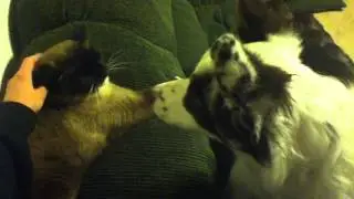 Poor Kai the Australian Shepherd