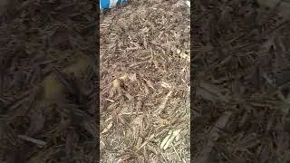 The grasshoppers are dead.#shorts #short #shortvideo