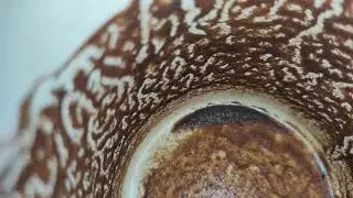 توقعات برج العذراء خطيررررره خلى بالك كويس عدو عايز يخرب حياتك احذر منه النصر ليك