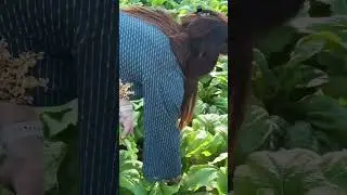 Nepali Rayoko saag .Neplai fresh leaves in gulf