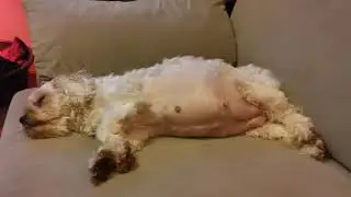 Pregnancy Maltese 64 day!!!