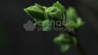 Spooky plant closeup stock video. Weird, abstract, moody spring bud. Scary horror movie vibe. HD.