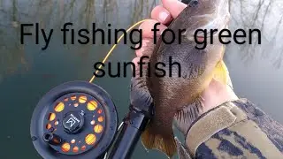 Fly fishing for green sunfish