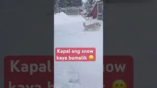 Kapal ang snow kaya bumalik 😀 #furry #dog  #dogshorts  #dogsoftiktok