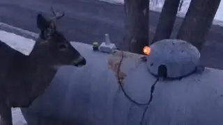 Nature Watching