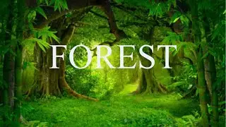 Forest 4K - Scenic Relaxation Film with Calming Music