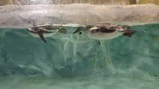 Penguin 🐧penguin video, funny penguin, baby penguin, kids penguin