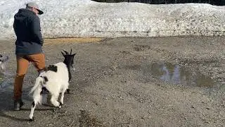 Goats Calming Down