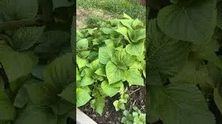 Perilla leaves from seed/raised bed gardening