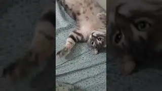 Paytak şakalabanlık yapıyor 🤗😺😺 #funny #cute #cat #cutecat #catlover #kediler #comedy #pets