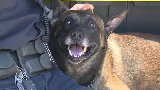 Following Amputation, Virginia Police Dog Returns to Work with Full Force