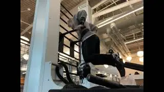 Fixing my poverty bench day 4: Incline pin press, weighted dips, skull crushers
