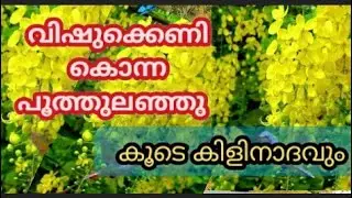 Golden shower tree official flower casia fistula, kanikkonna,kerala india