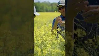 Winter Canola - Farmer Story Testimonial