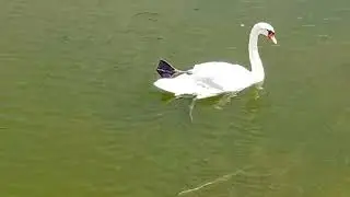 Watch wildduck try to do #greenscreen #wildlife #highlights