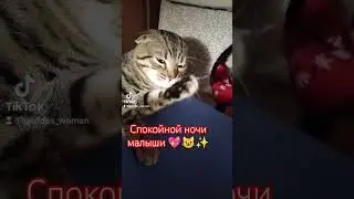 кот который готовится ко сну 🥱 😺✨ #cat #clips #goodnight  #женщинабогиня