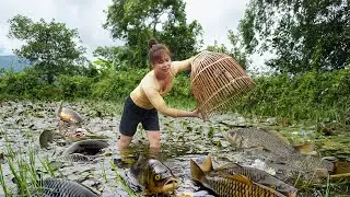 LIVESTREAM: Harvesting Fish for Market - Caring for Ducklings and Big-Footed Chickens