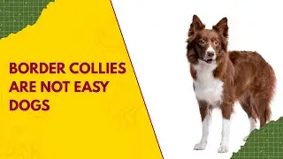 Border Collies Are Not Easy Dogs Here Is What Owners Must Know