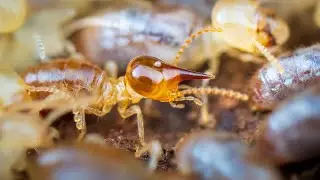 Termite Soldiers Nasutitermes Patrolling