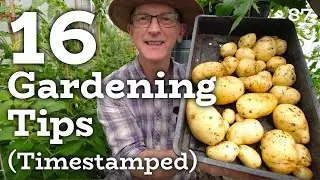 16 gardening tips for beginners - Tomatoes, Comfrey, Potatoes, Rosemary, Mint, Dahlias and Beans