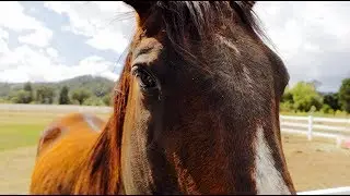 Sunrise Horse Rescue & Enchanted Hills Camp for the Blind & Visually Impaired