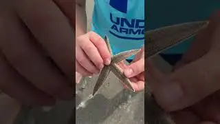 Samuel Finds A Starfish! #shorts #ocean #starfish #patrick #family #kids #cute #vlog #life #sealife